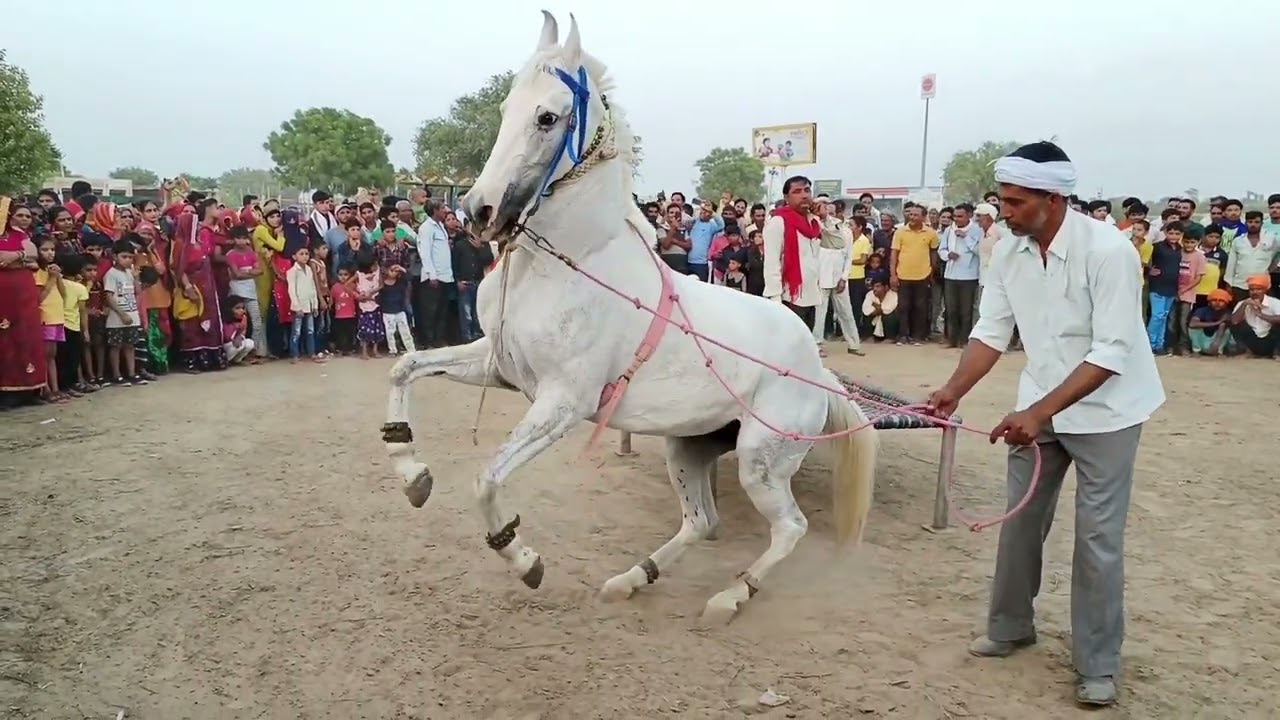 Credit by @Aarush horse ghoda Indian Rajasthani dance #camelcity #horsefestival #jayshreeram