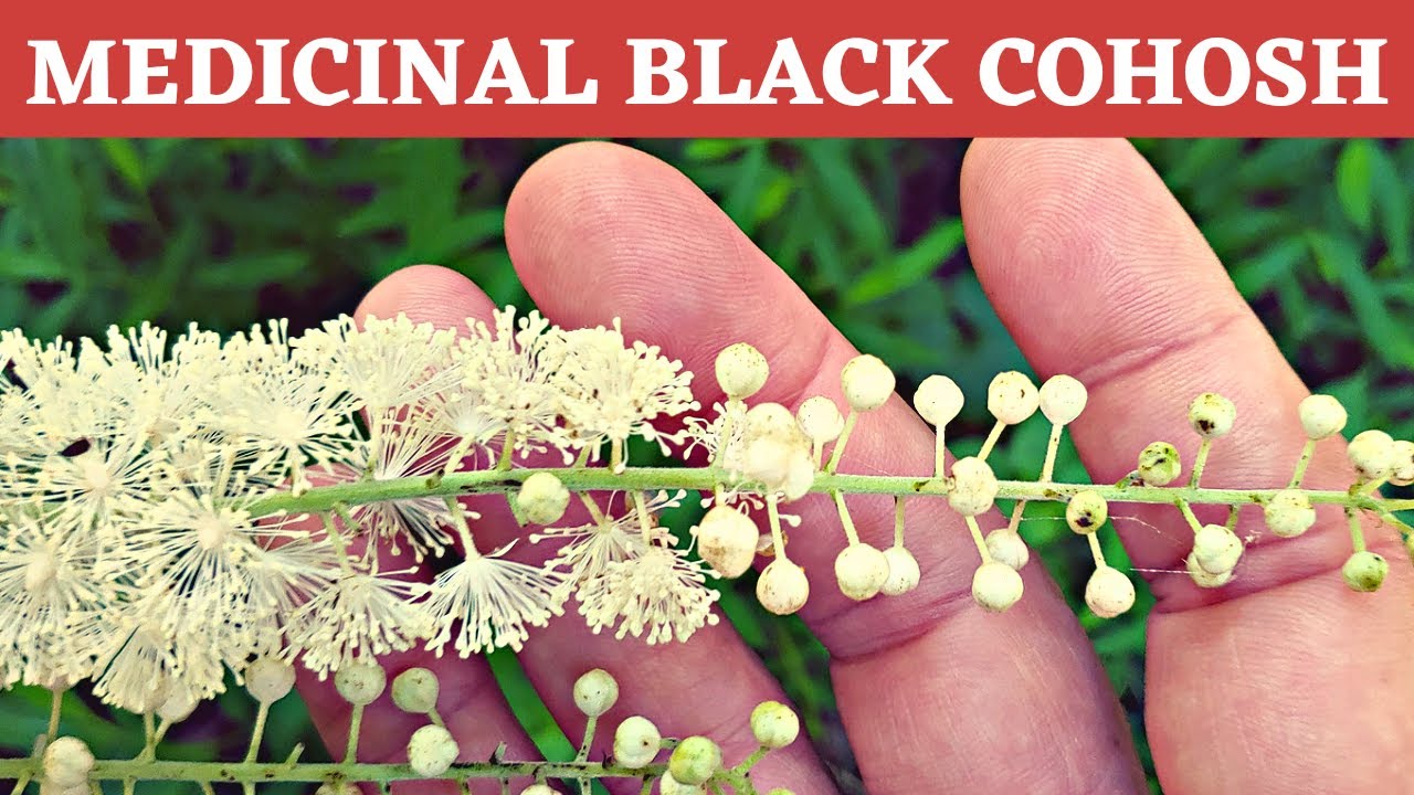 Black Cohosh/Black Snakeroot/Black Bugbane on the Applachian Trail