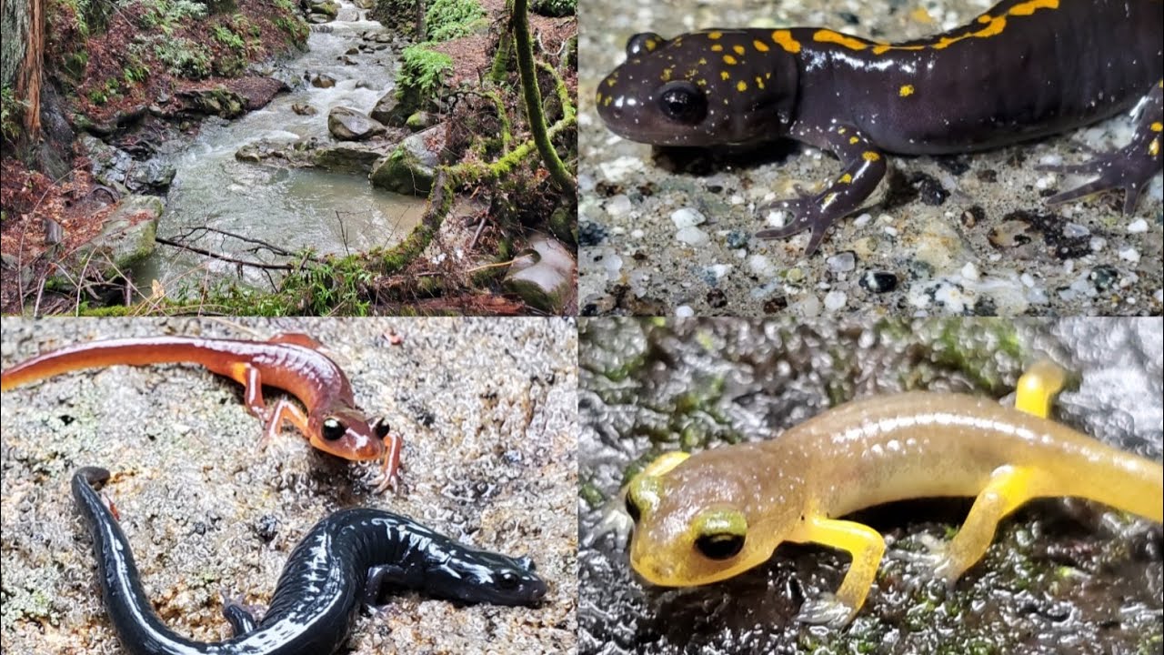 Finding a TON of Salamanders in the Santa Cruz Mountains