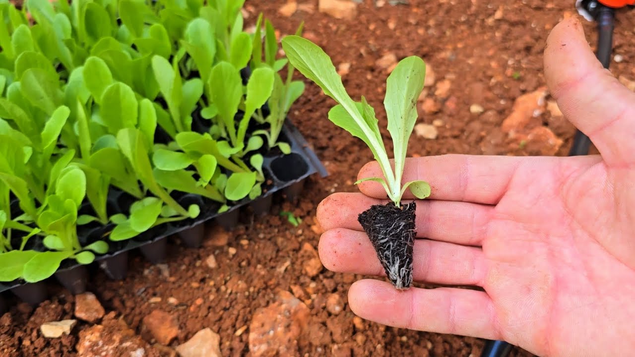 زراعة الذهب الأخضر  أطيب انواع الخس البلدي