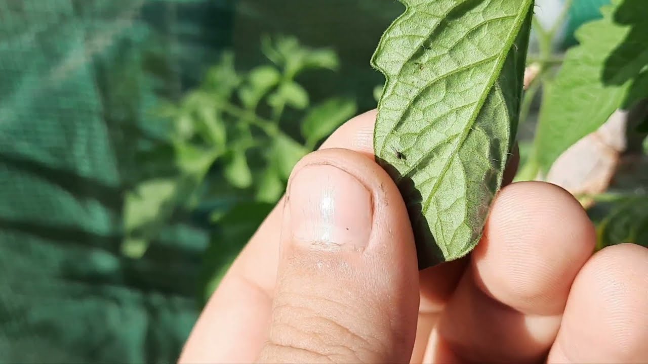 Muslic&aacute;s a paradicsom - bio permetez&eacute;s tetű ellen