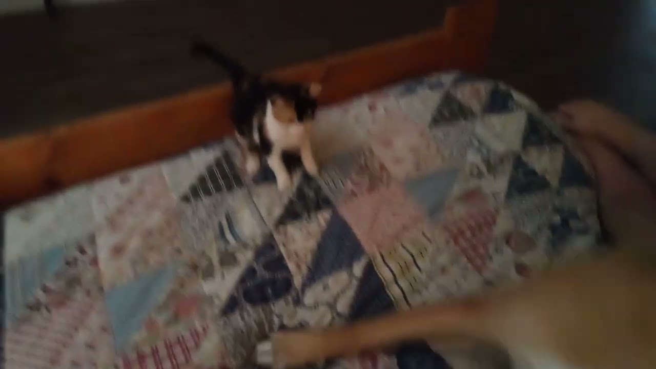 Penny-dog & Kitty a'wrastlin' 02