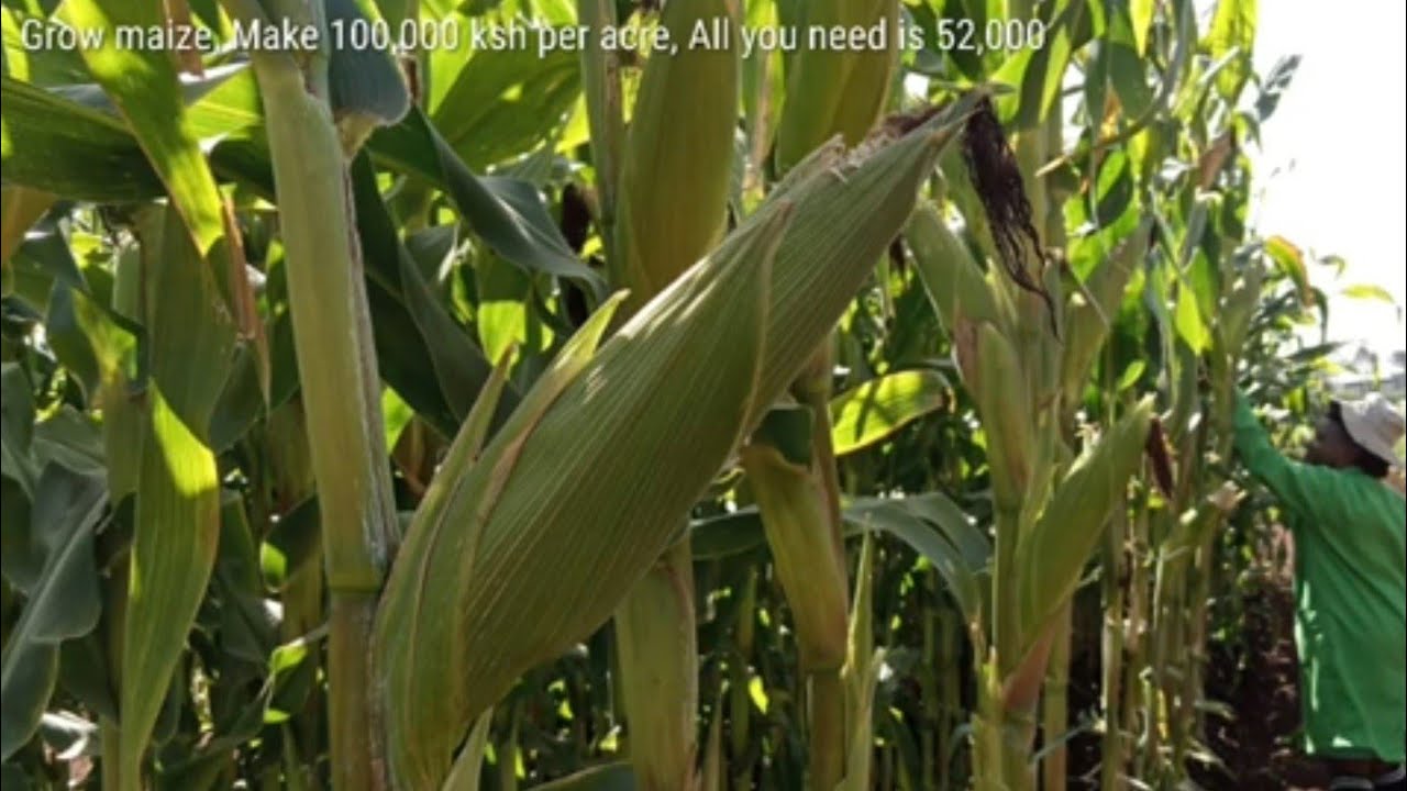 HOW TO HARVEST 52, 62, 93 BAGS PER ACRE OF MAIZE. MAKE OVER 100,000KSH. 680USD. PART 5