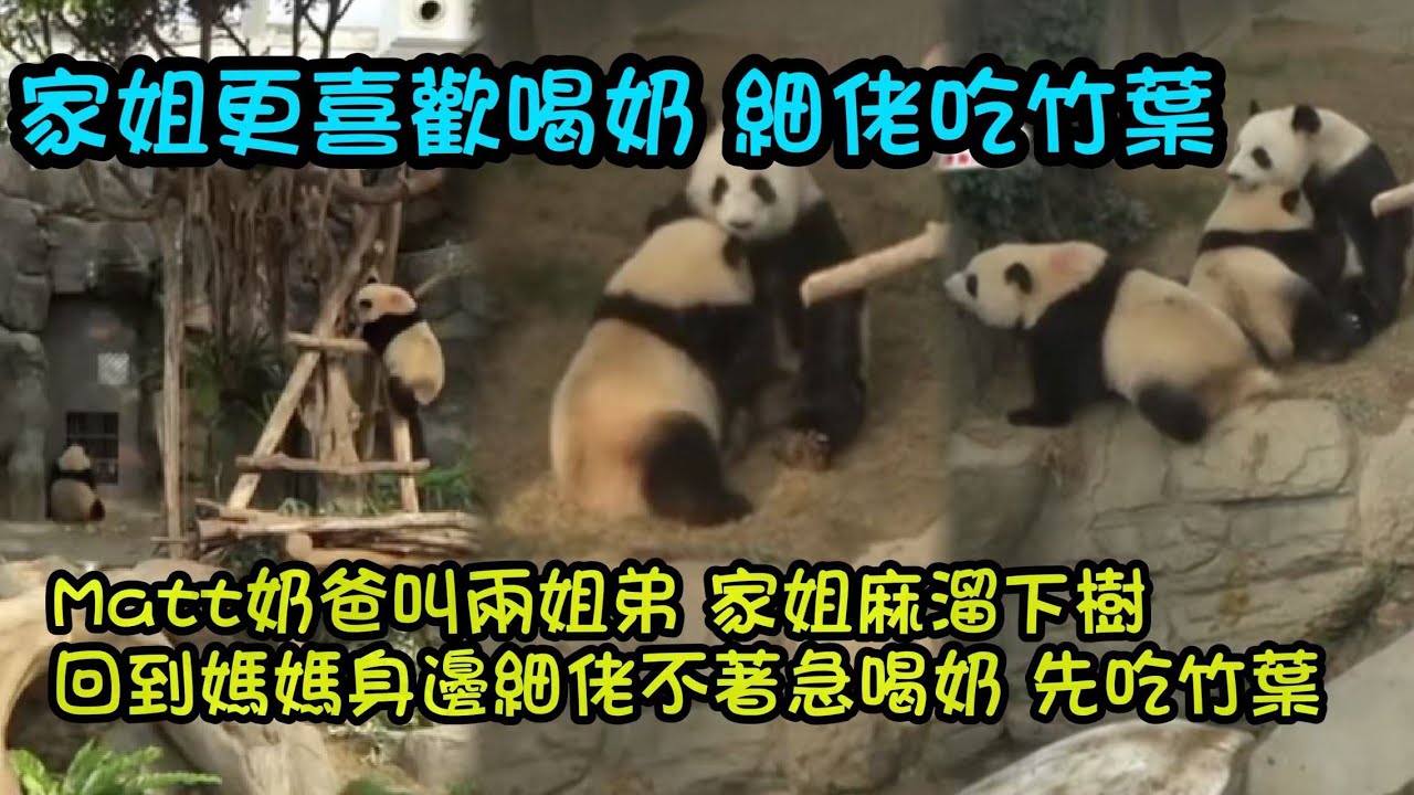 1月20日   Matt奶爸呼叫家姐細佬，家姐快速下樹找奶爸，帶領細佬一齊回到玩具房找媽媽喝奶#大熊貓家姐細佬#大熊貓加加得得 #panda
