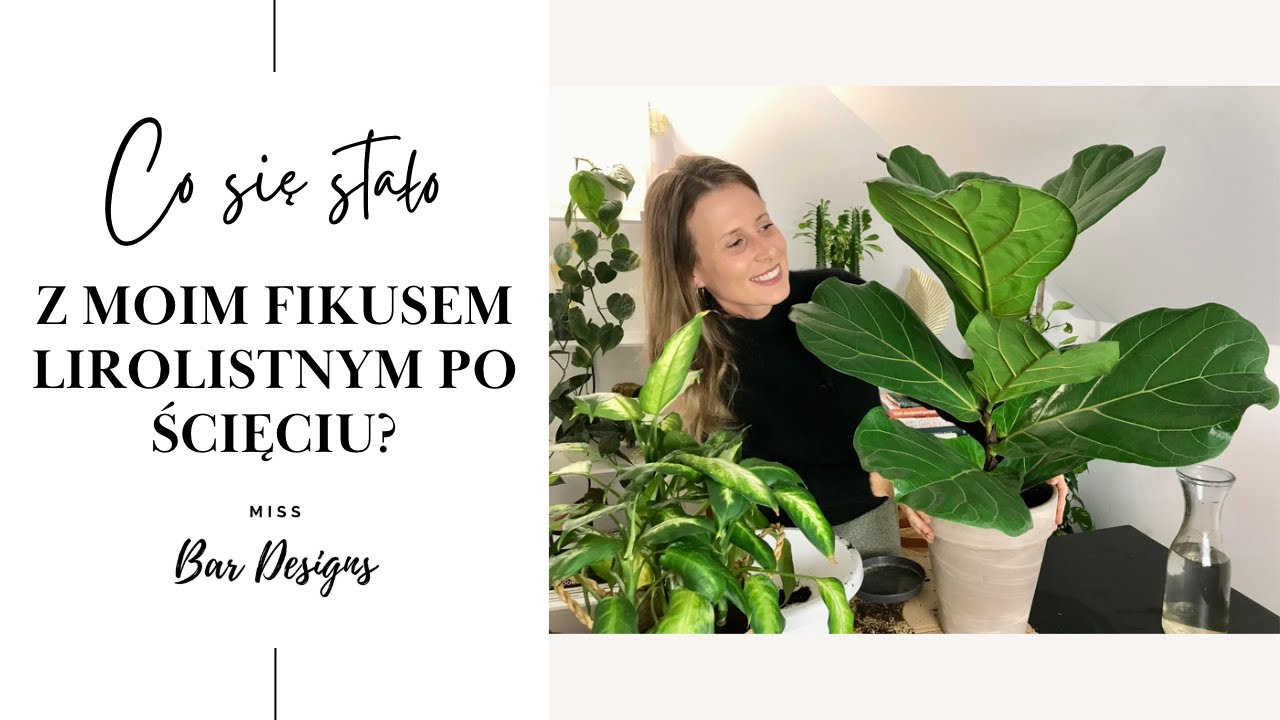 Co się stało z moim ściętym fikusem lirolistnym?
