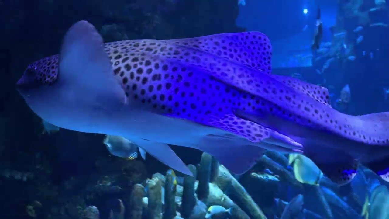 Sea Life Aquarium in London