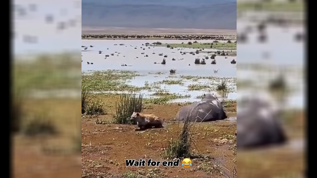 Janvaron ke funny ka naam hai😳pT-2