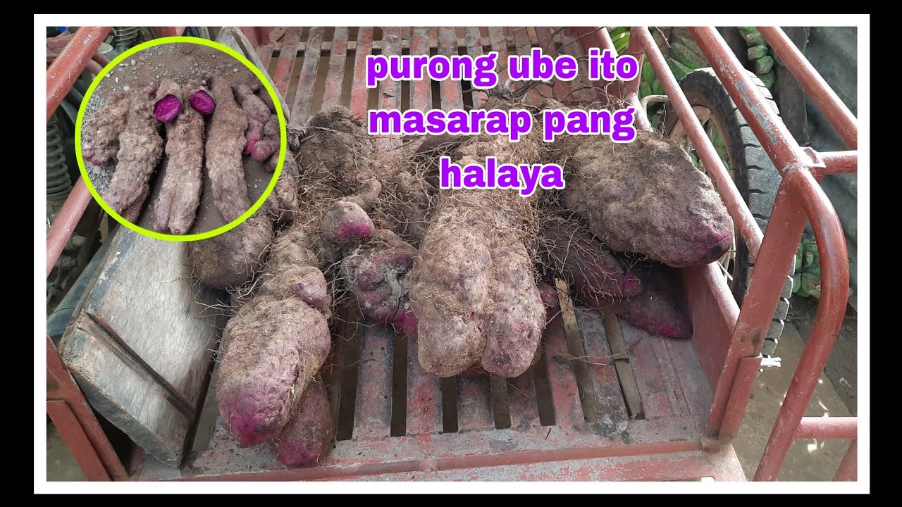 Anglalaki Ng Bagong Harvest Naming Ube#buhayprobinsya
