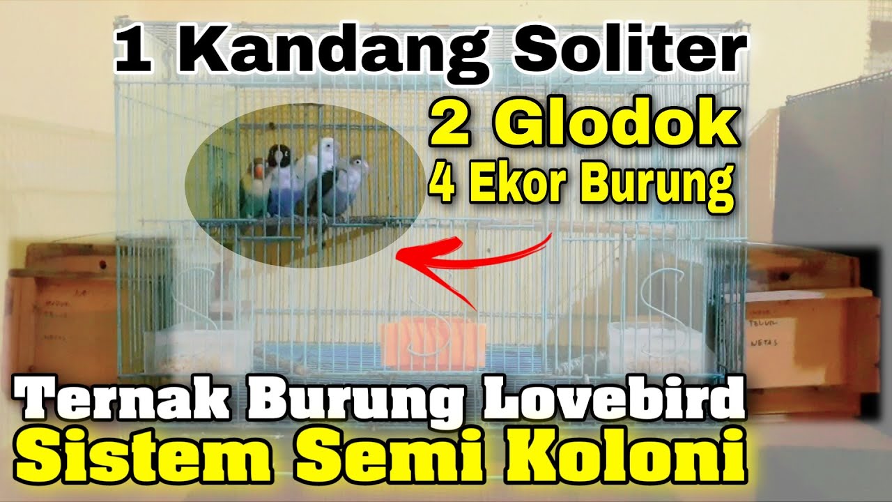 1 Kandang 2 Pasang Lovebird | Cara Ternak Lovebird Sistem Semi Koloni | Part 1