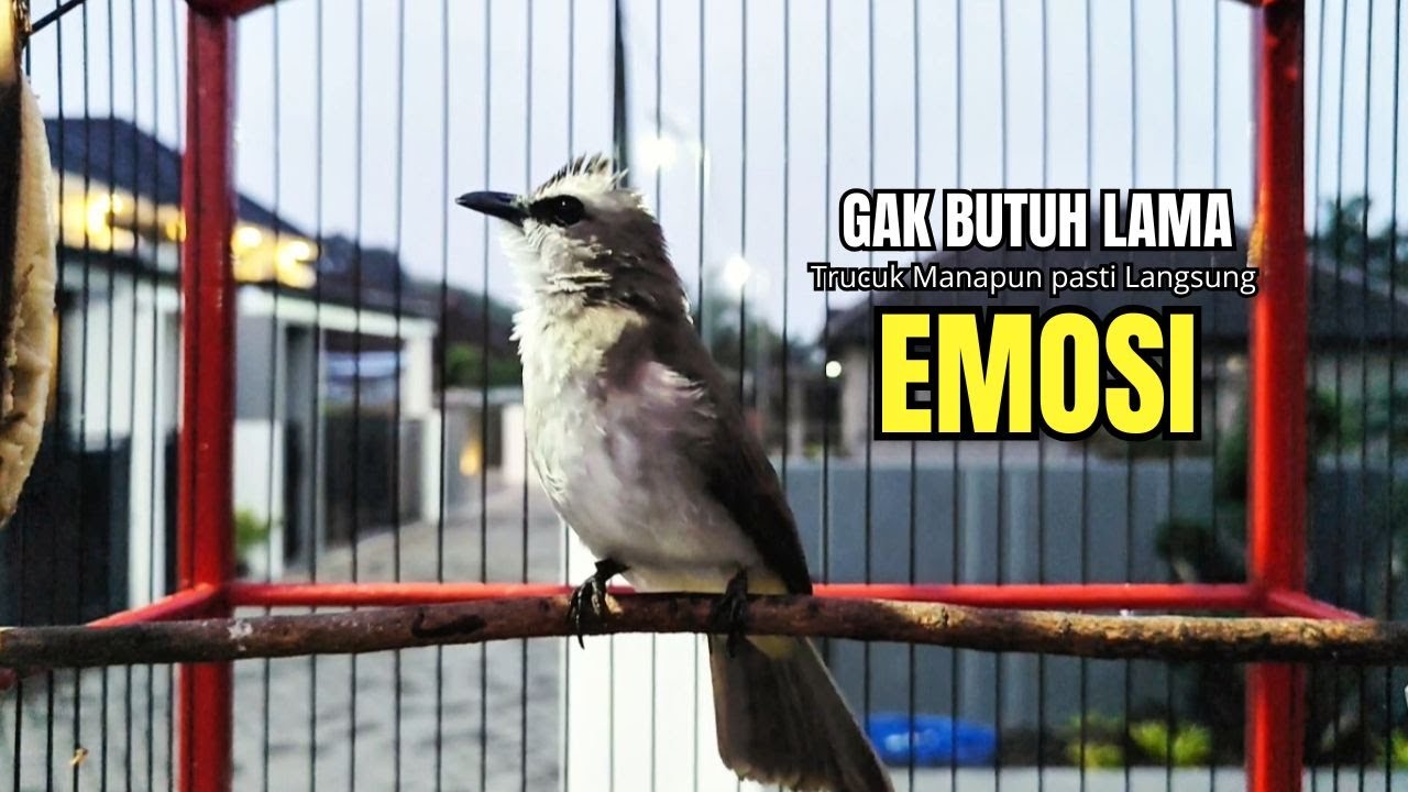 Suara Burung TRUCUKAN gacor TARUNG ROPEL PANJANG pancingan trucukan agar JADI trucuk gacor EMOSI
