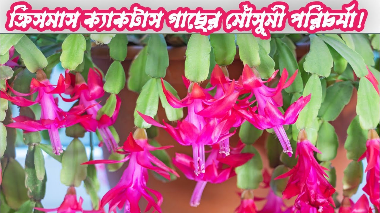 ক্রিসমাস ক্যাকটাসে প্রচুর ফুল পাওয়ার সহজ উপায়|| Christmas Cactus Care in Bengali ||