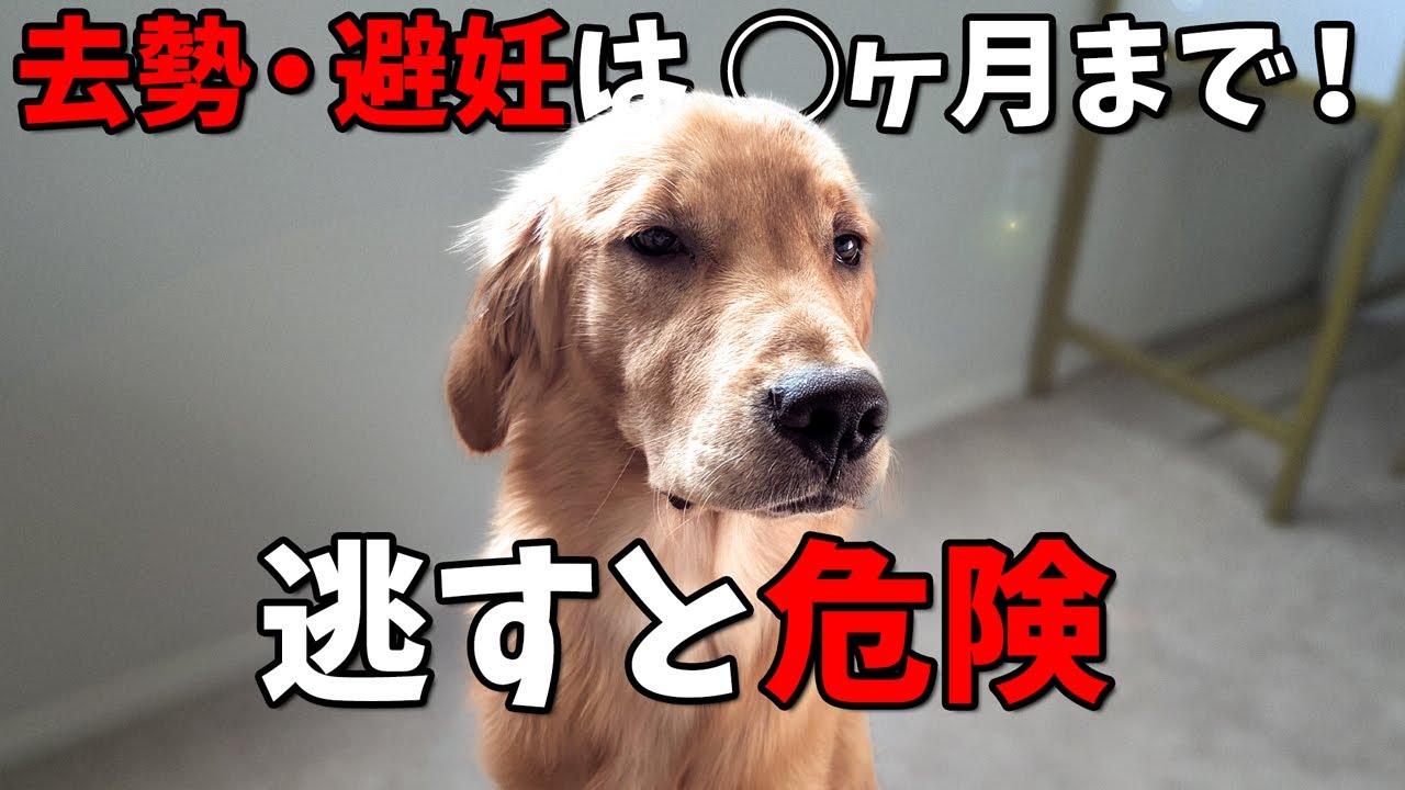 【永久保存版】大型犬の避妊・去勢手術に悩んだら、ぜひ参考にご覧ください【ゴールデンレトリバー編】