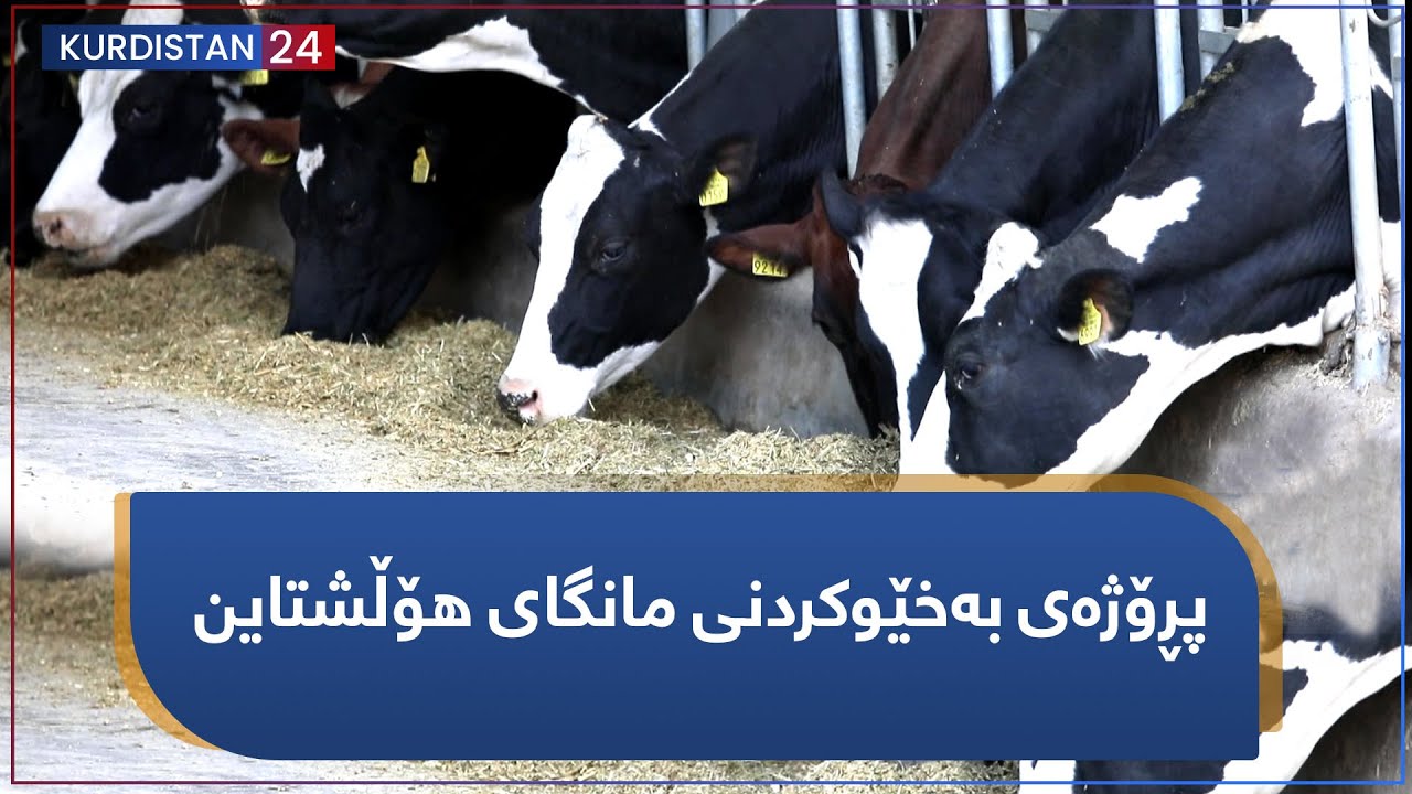 پڕۆژەی بەخێوکردنی مانگای هۆڵشتاین