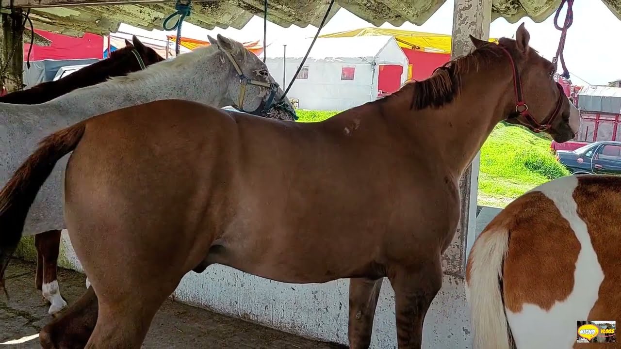 PLAZA GANADERA RANCHO,LAS TABLAS,CABALLOS FINOS-CABALLOS PONYS BARATOS-MULAS,MACHOS Y BURROS.