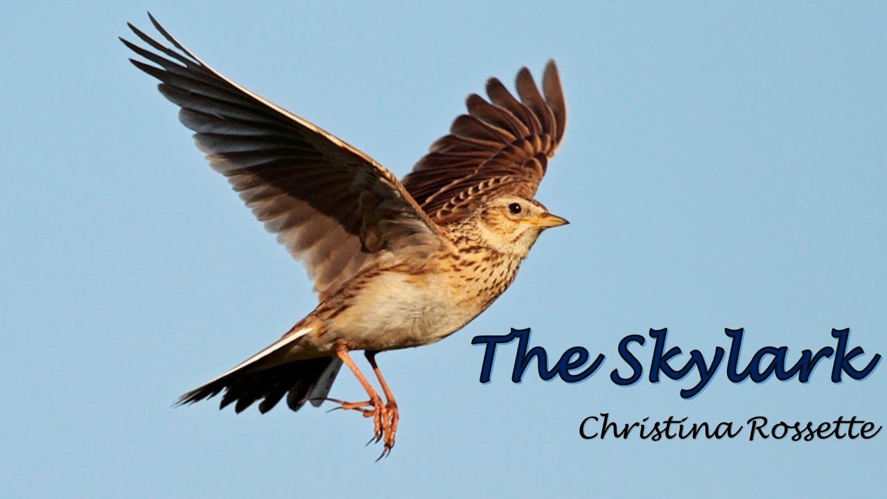 The Skylark—Christina Rossetti