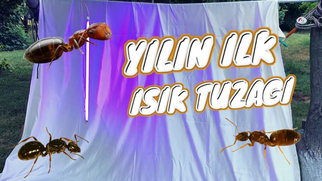 Yılın İlk Işık Tuzağına Bakın Hangi Kraliçeler Geldi