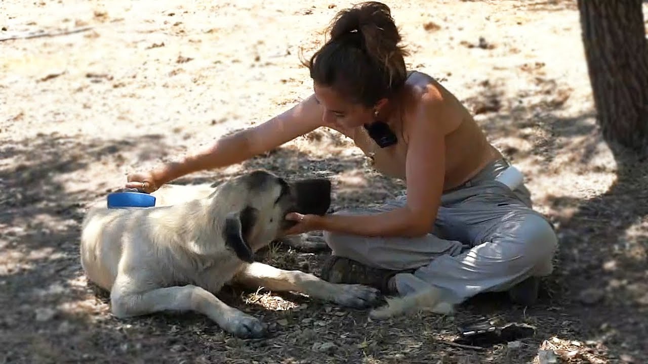 Maya brushes a CUTE shy puppy at the farm