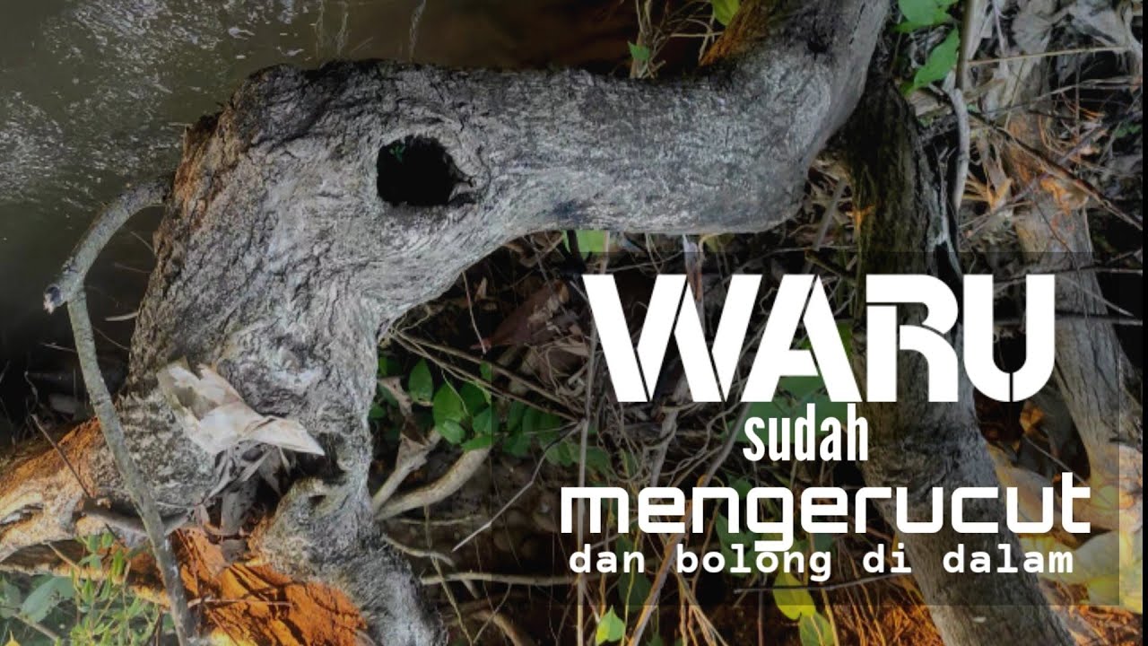 berburu bahan bonsai waru di alam liar