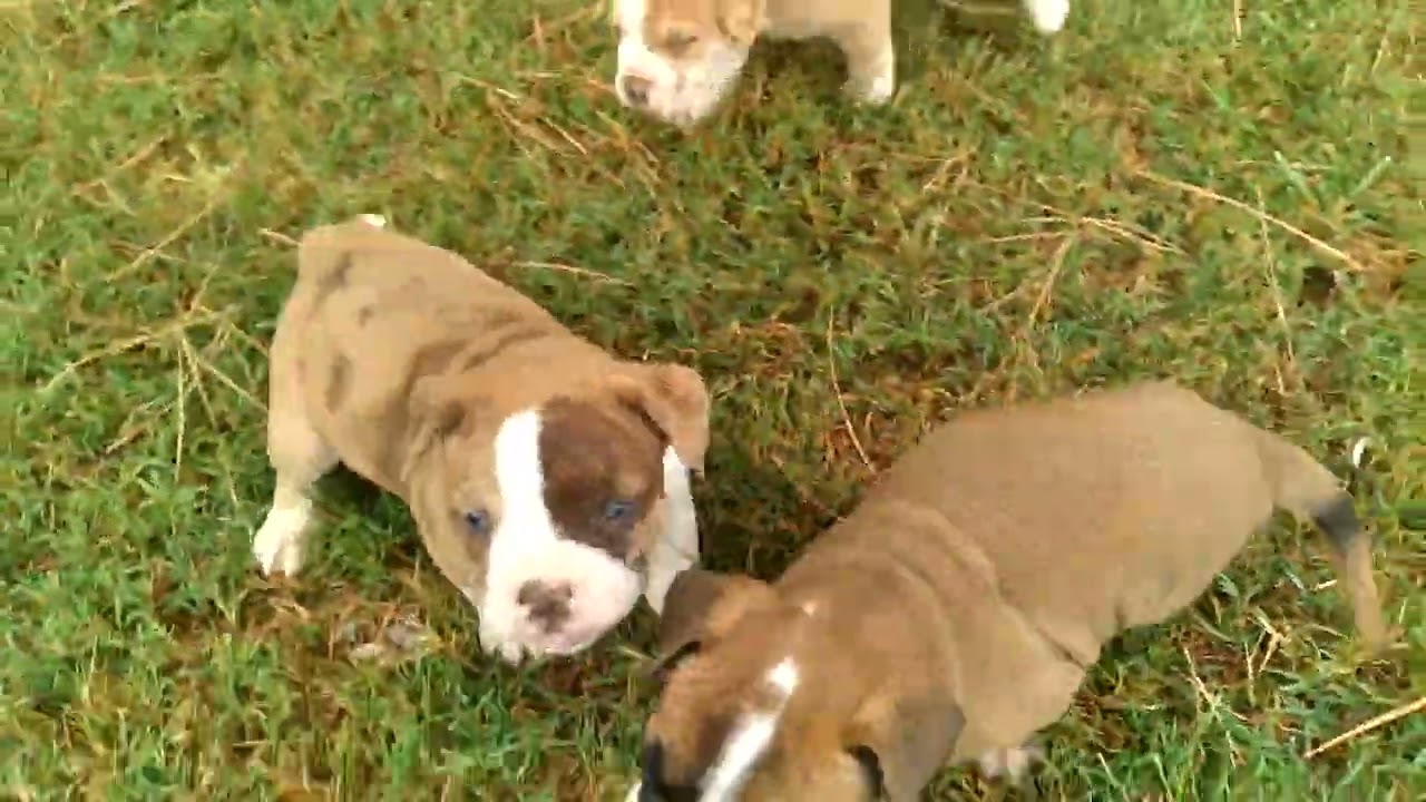 Alapaha Blue-Blood Bulldog puppies.