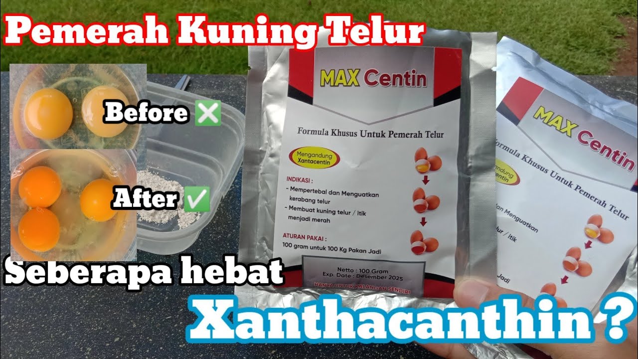 Pemerah kuning telur || Seberapa hebat Max Centin (Xanthacanthin) ‼️
