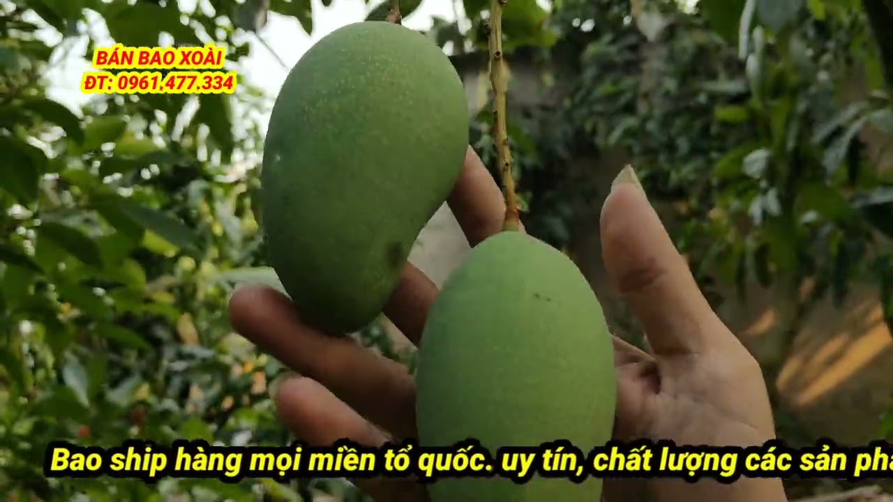 Giá xoài đài loan chiều hôm nay 20/1/2026