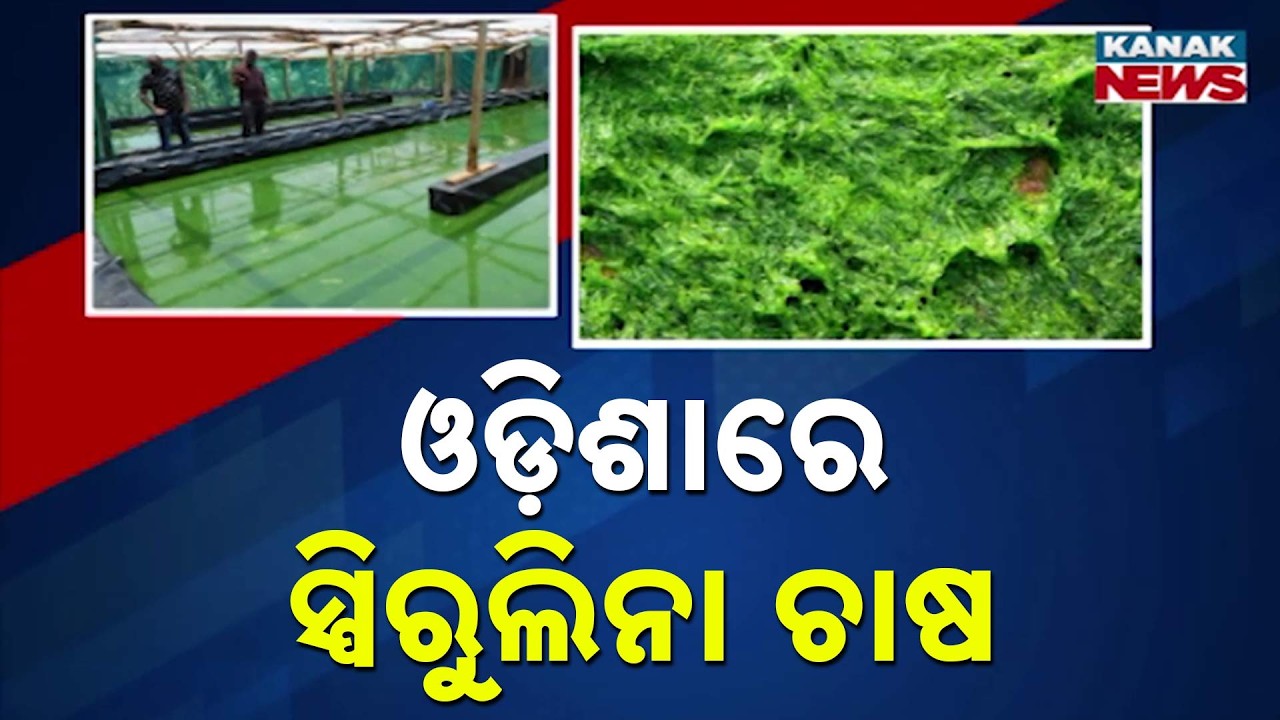 Superfood Spirulina Farming Begins in Odisha’s Khordha, Huge Global Demand