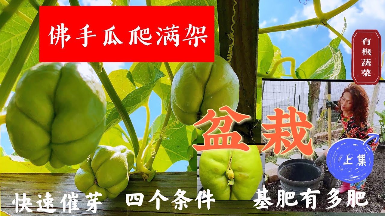 【种植3⃣️4⃣️佛手瓜】满足四个条件，佛手瓜一样高产爬满架。Tips For Growing Choyote In A Pot