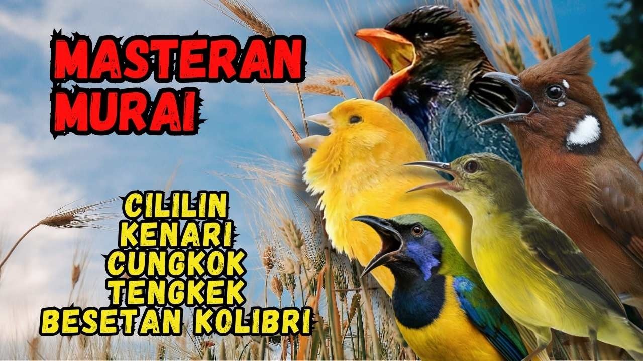 Masteran Murai Isian Cililin, Kenari, Cungkok, Tengkek, Besetan Kolibri