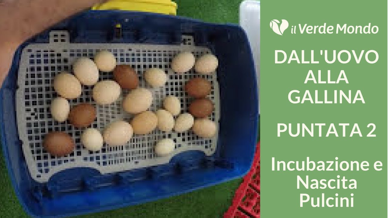 Pulcini: Incubazione e Nascita | Dall'uovo alla Gallina |  Puntata 2