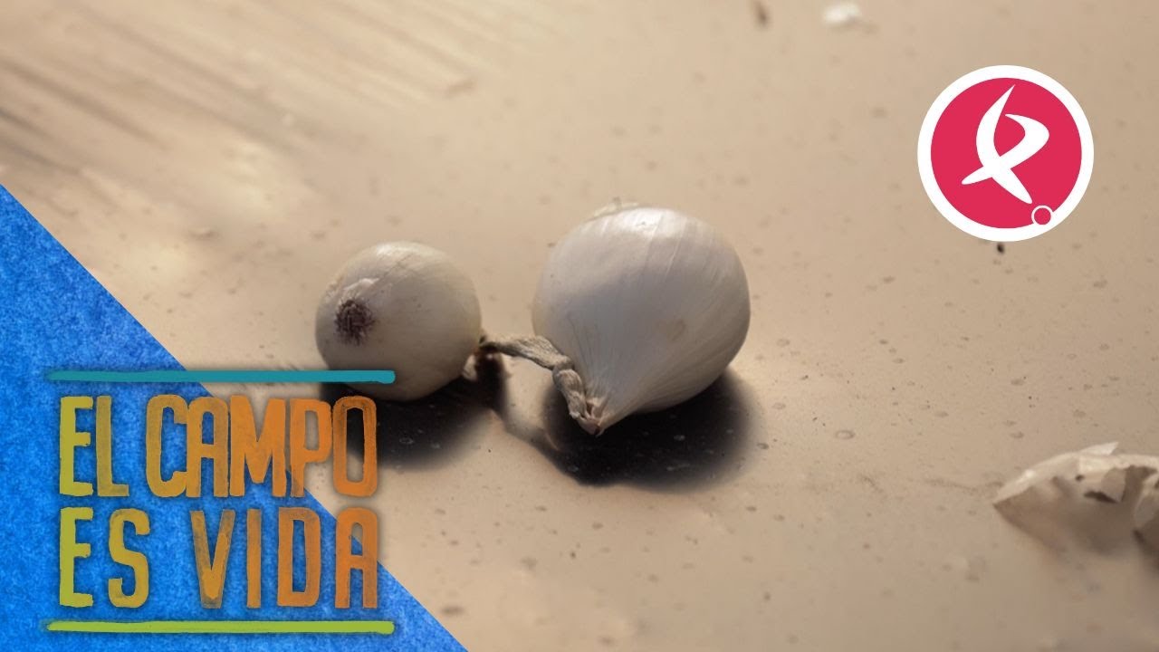 Las ventajas de cultivar microbulbos de cebolla | El campo es vida