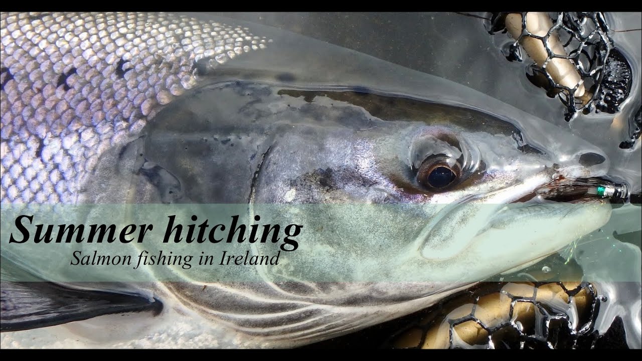 'Summer hitching' - fishing for Atlantic Salmon in Ireland with 'dry fly'