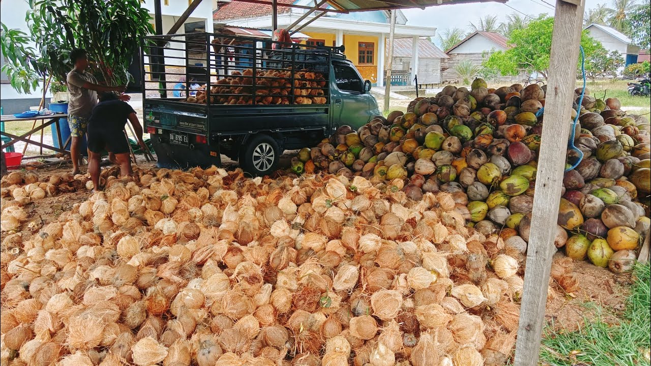 Buah Kelapa Hasil Perkebunan Masyarakat Kabupaten Seruyan, Kc, Seruyan Hilir Timur ( KAL- TENG )
