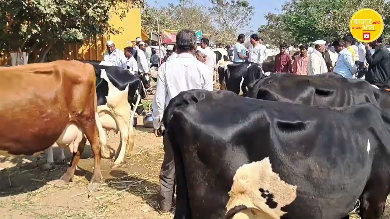 1/2/25 काष्टी गाय बाजार | KASHTI MARKET VIDEO