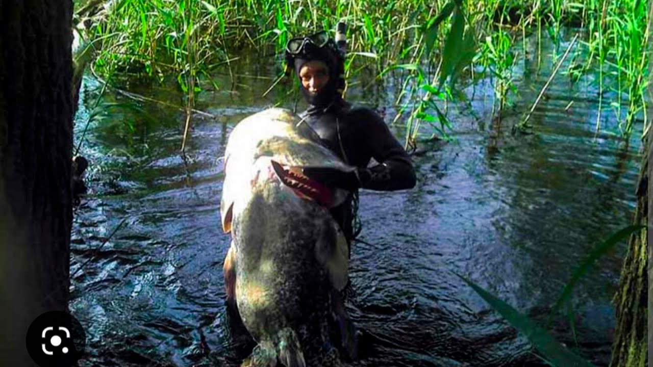 Where does the big catfish live! Spearfishing in Ukraine