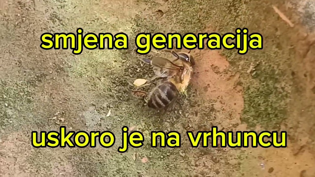 Agonija slabih zajednica