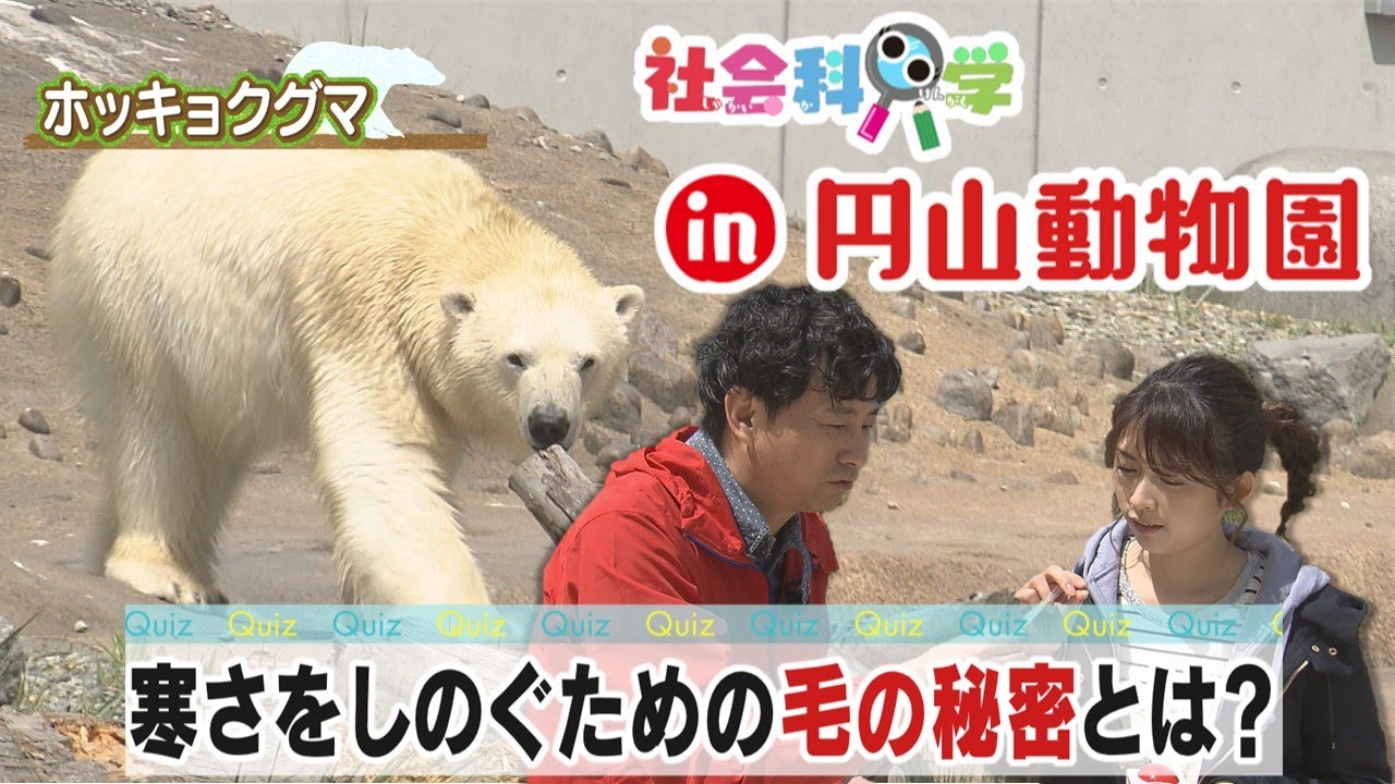 ホッキョクグマの毛の秘密とは？オランウータンが毎日することって何？【LOVE HOKKAIDO】