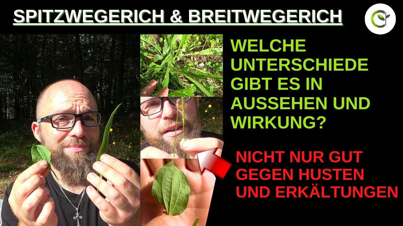 Unterschiede Spitzwegerich und Breitwegerich in Wirkung, Aussehen und Anwendung
