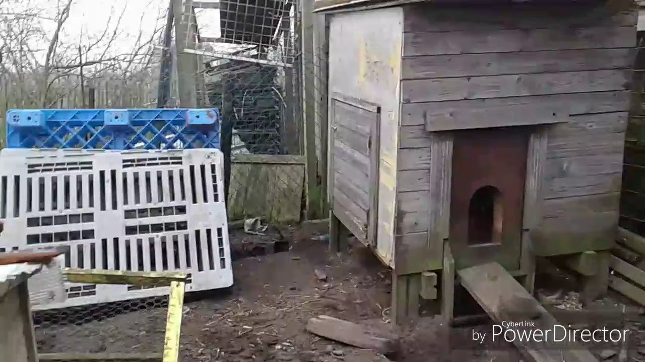 VIDEO broedse kip #soortvanserie [afl.4]