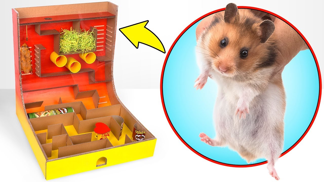 Come Creare un Labirinto di Cartone per il tuo Criceto 🐹👑