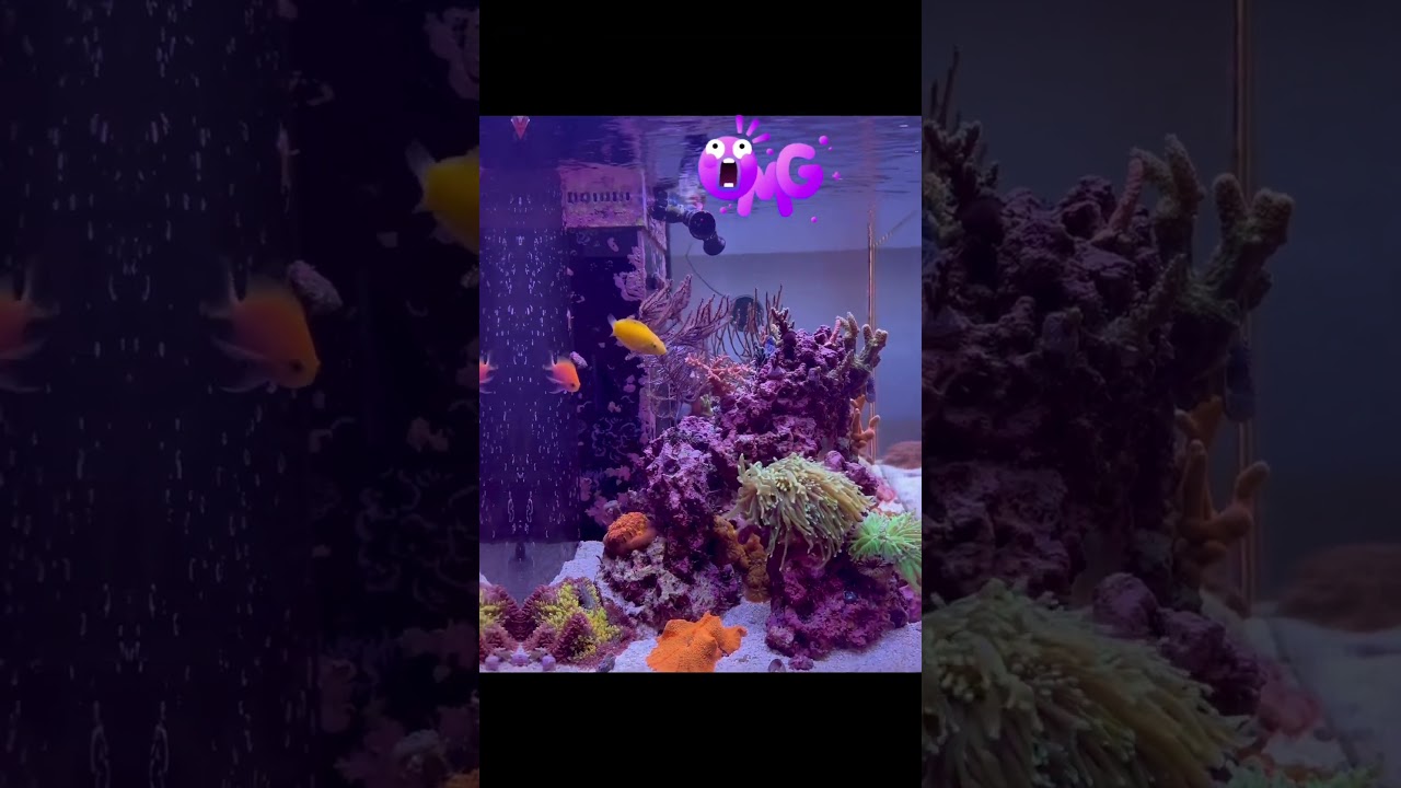 Coral Reef fish tank progress. Check out the changes over one year in my aquarium.