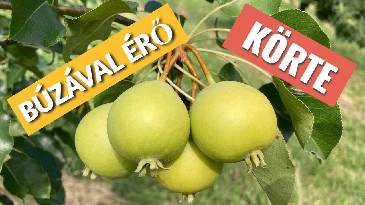 Búzával érő körte