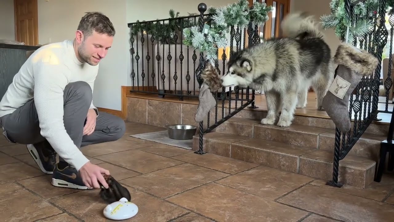 Stubborn Husky Argues With His Food! I Think He's Broken!!