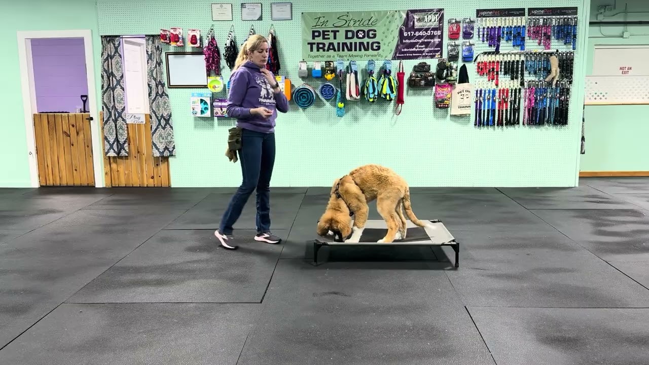 Teddy - Benefits of Play. Making Sure we are Going at our Pup's Physical/Mental Capabilities. 