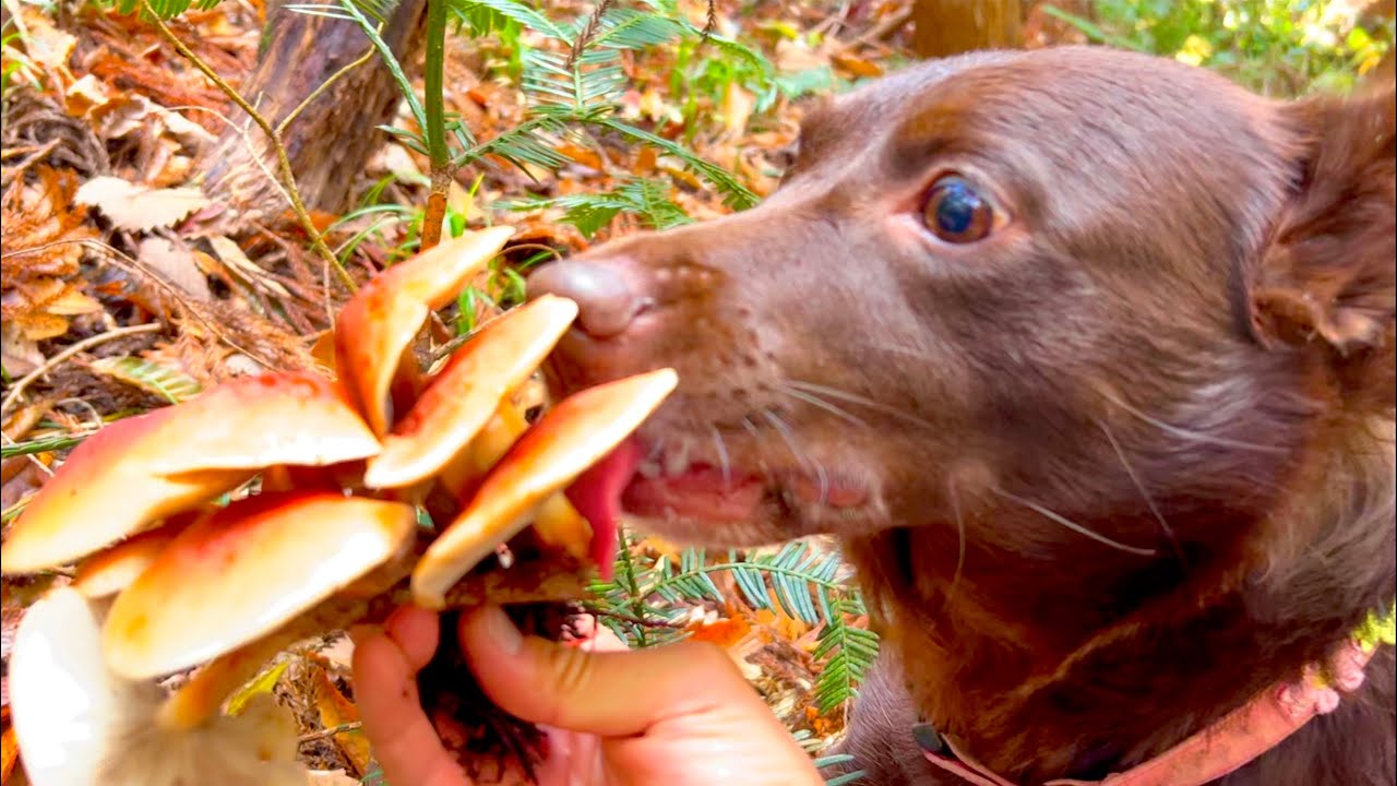 Сбор грибов в горах с собакой