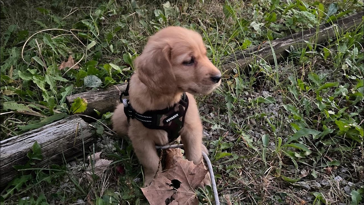 Red Golden Retriever 8 Week Old Puppy Zoey 🐶 - Introduction & Training Exercise