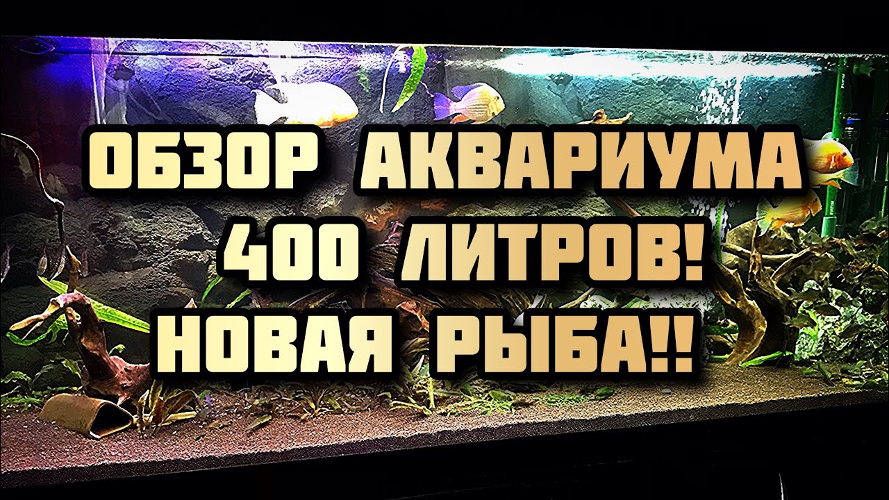 Акарихтис Хеккеля Альбино (Albino Acarihthys heckelli) обзор аквариума 400 л