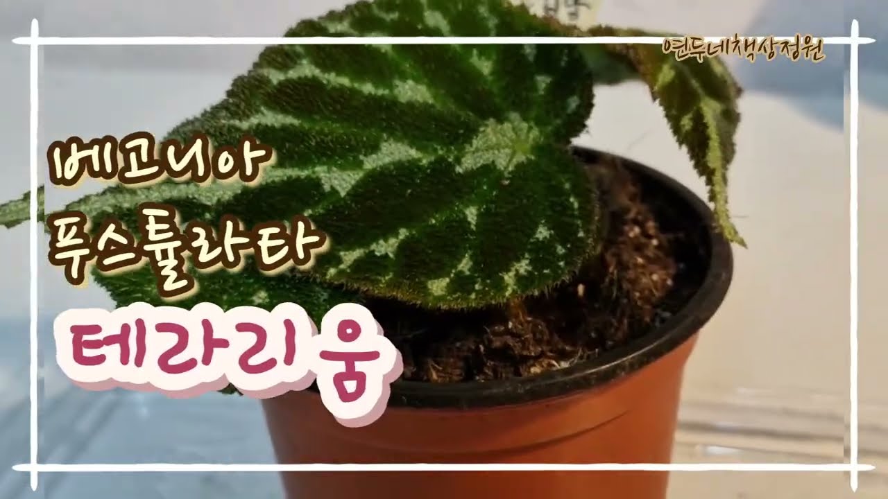 이제는 베고니아(푸스튤라타)도 테라리움으로 키우세요. (제주애기모람, 비단이끼비단이끼, 구름이끼, 다바나고사리다바나고사리terrarium , 초롱이끼) (연두네책상정원) 