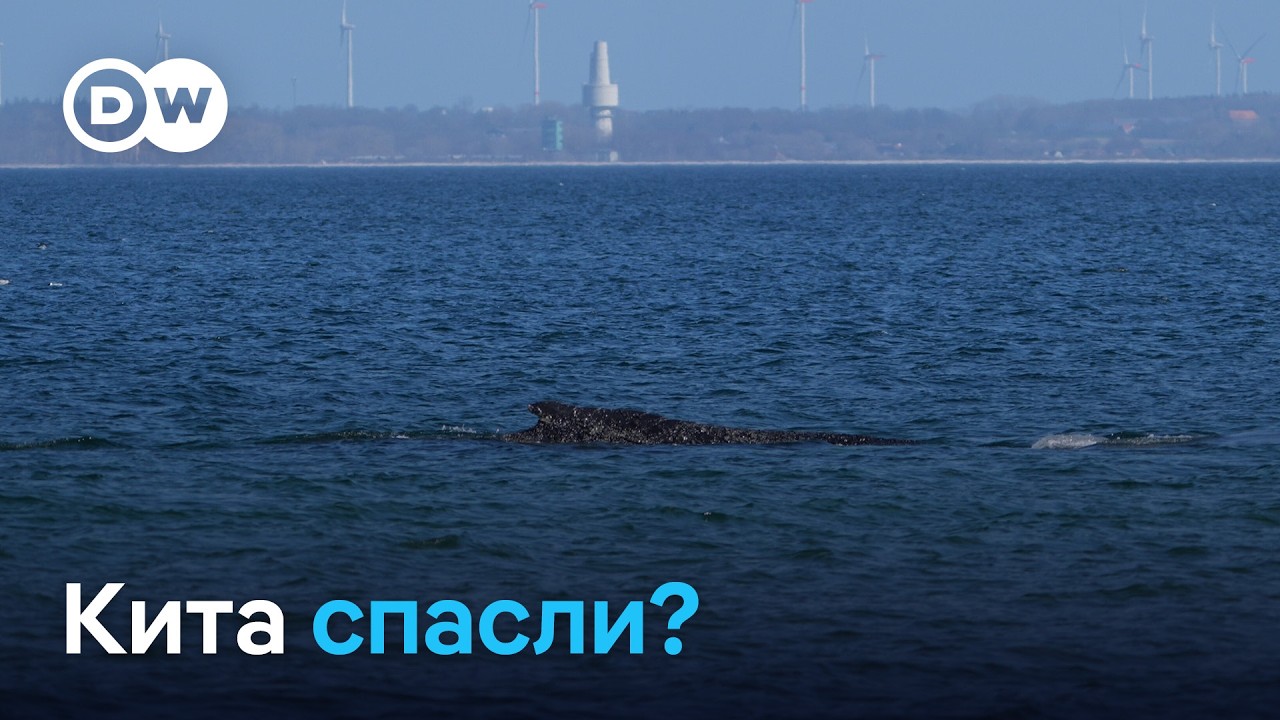 Уплыл в открытое море? В Германии спасают застрявшего на мели кита