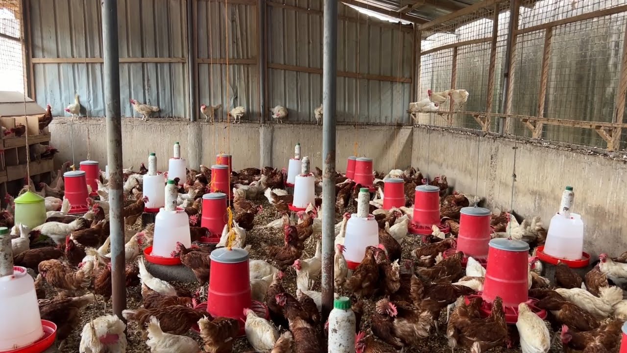 Обновленная информация и советы по птицеферме в Гане за 53 недели