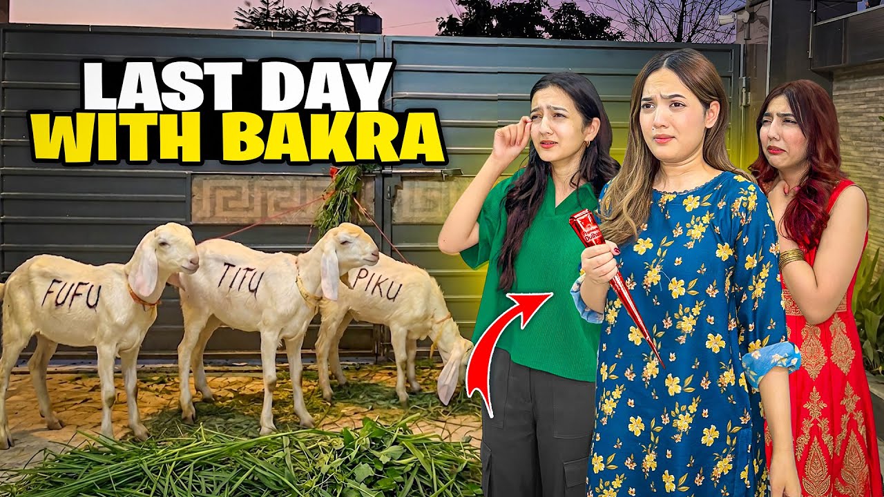 Bakroun Ky Sath Last Day💔😭|Hamara Bakra Bhaag Gaya?😰😱|Sabko Mehndi Laga Di🤩&hearts;️|Sistrology  